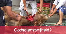 ritueel-slachten-vs-godsdienstvrijheid